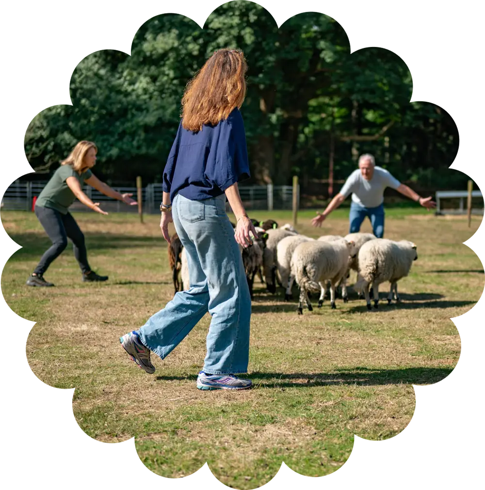 Leadersheep cursus schapendrijven