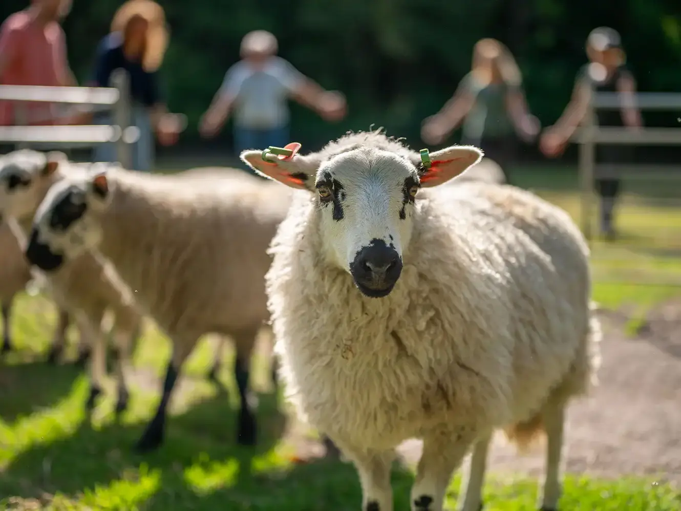 close-up van schaap tijdens cursus schapendrijven