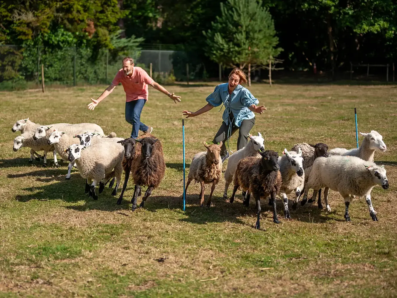 achter schapen aan rennen tijdens teamuitje schapendrijven